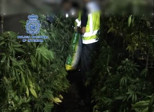 112 paquetes cogollos marihuana