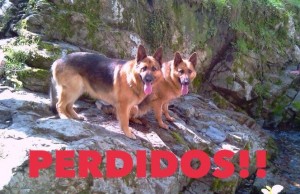 perros perdidos