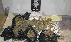 marihuana dehesas