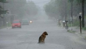 perro-abandonado