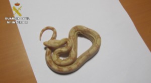 animales exoticos en maletas