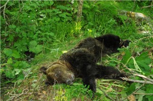 oso muerto villablino