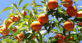Plantacion-de-arboles-frutales