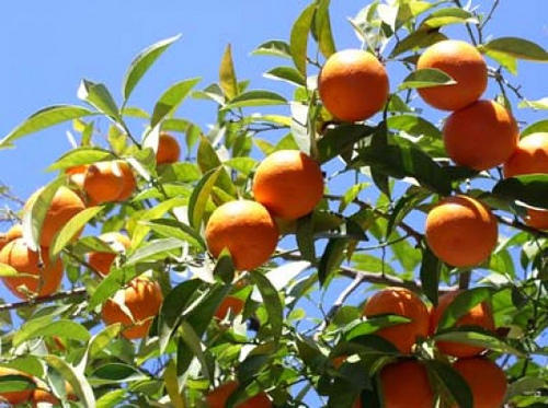 Plantacion-de-arboles-frutales