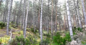 deforestación y plantaciones de árboles.
