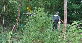 marihuana carracedelo