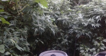 marihuana puente boeza