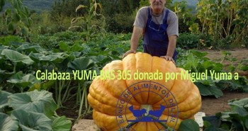 calabaza 2014 banco alimentos