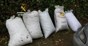 robo 600 kilos castañas
