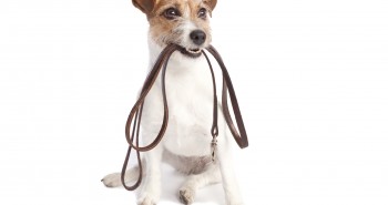 jack russell terrier holding leach