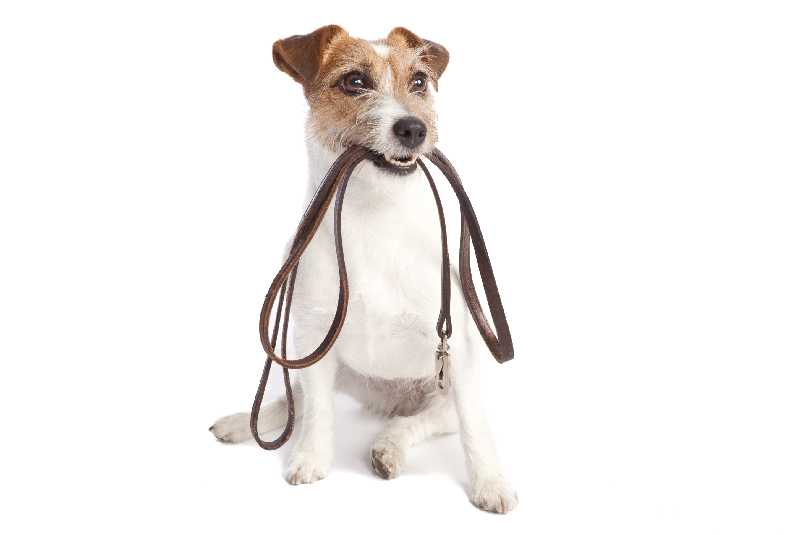 jack russell terrier holding leach