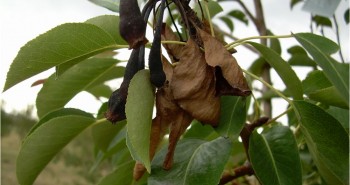 fuego bacteriano en peral