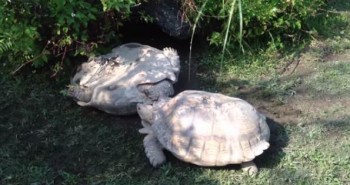 tortuga da vuelta a otra