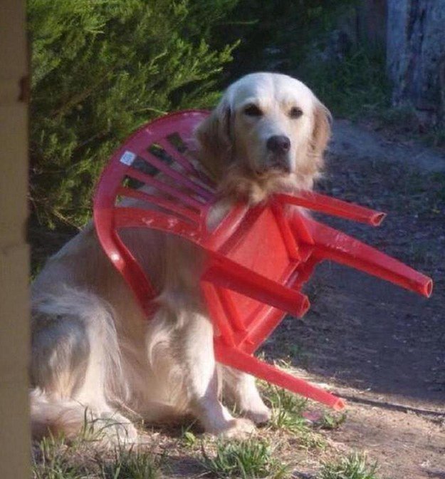 perro y silla