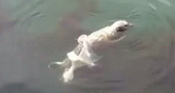 pulpo contra foca
