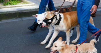 marcha perros peligrosos-5