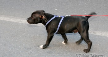 marcha perros peligrosos-7