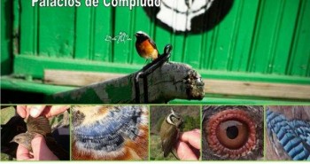 Jornada de anillamiento de aves