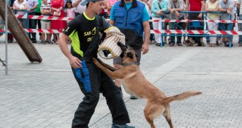 exhibición canina-28