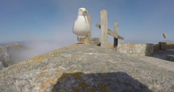 gaviota cies