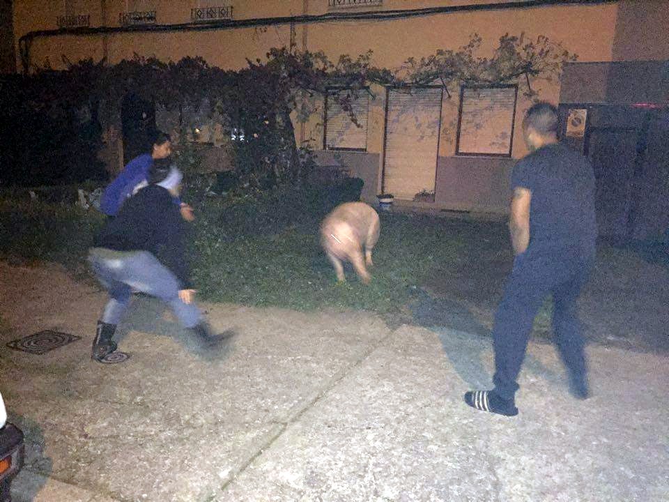 cerdo avenida portugal