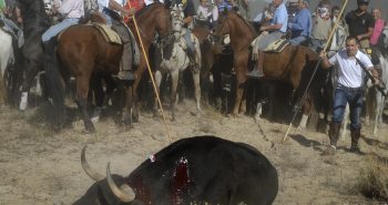 PA15129-torneo-toro-de-vega