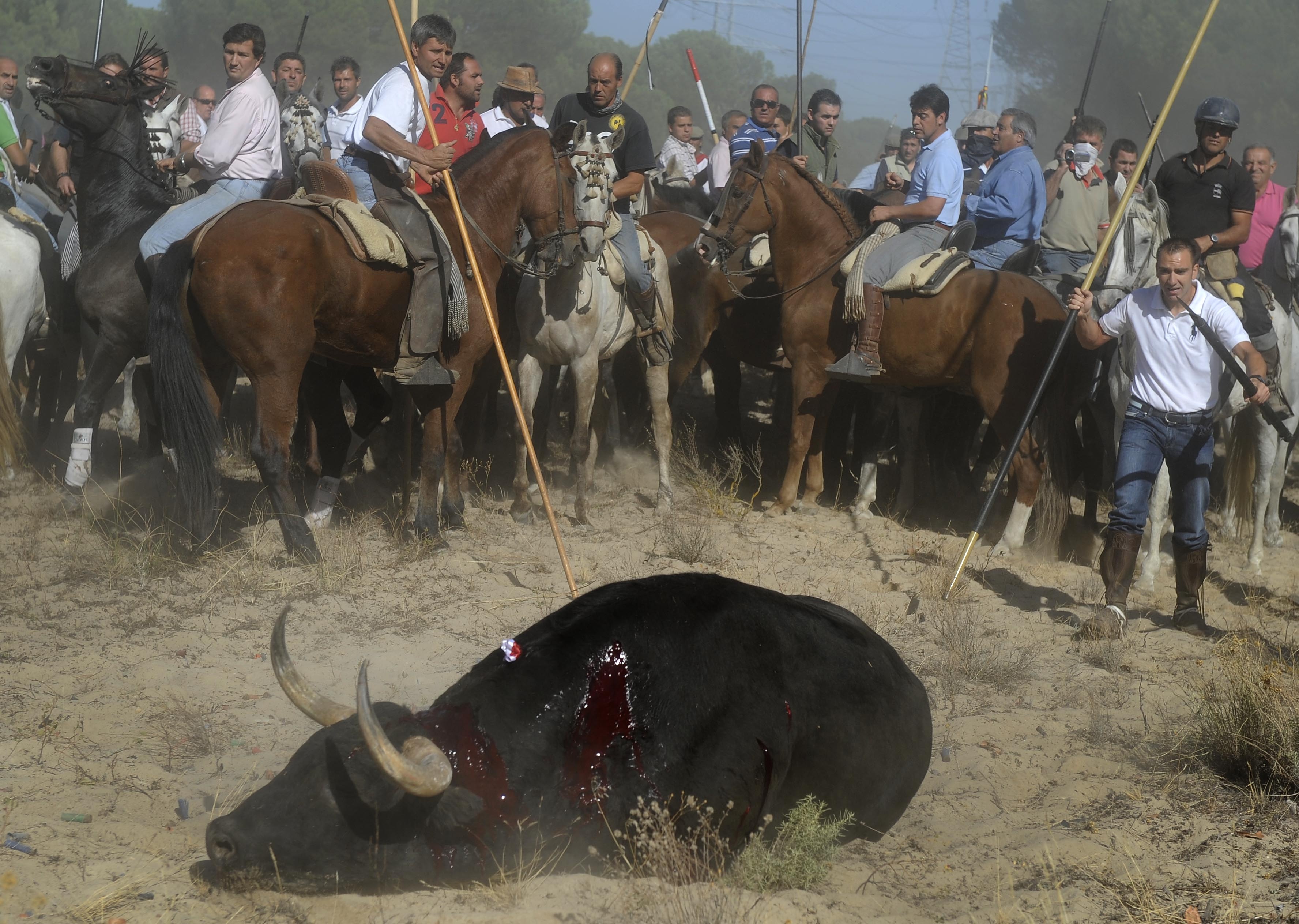 PA15129-torneo-toro-de-vega