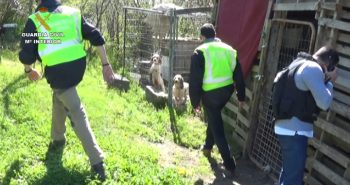 detenido peleas perros