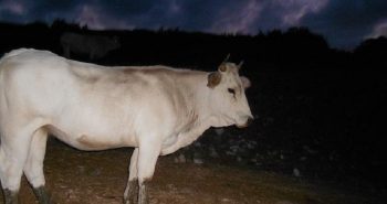 vaca
