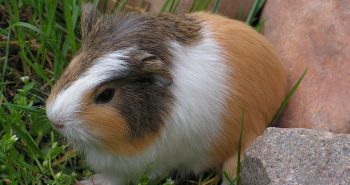 cobaya