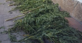marihuana cacabelos