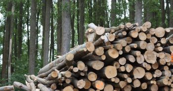 madera biomasa troncos