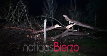árbol caído plantío32947957079678637958..jpg
