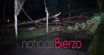 árbol caído plantío6689034405946532544..jpg