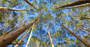 arboles eucaliptos
