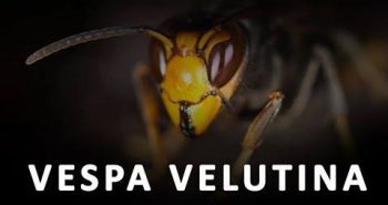 cartel velutina