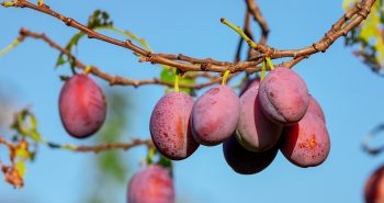 plums-3560078_1280.jpg