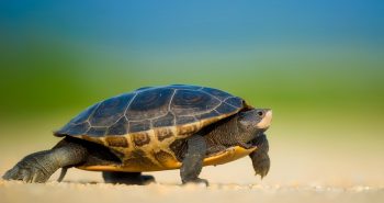 tortuga