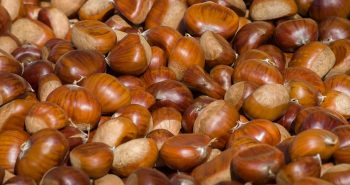 castaña magosto