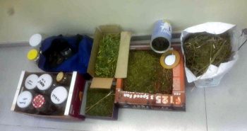 cajas marihuana