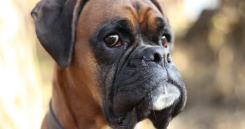 perro boxer.jpg