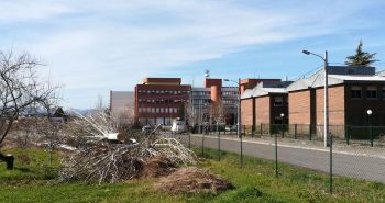 arboles fuentesnuevas2
