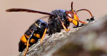 avispa asiatica vespa velutina