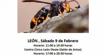 jornada vespa velutina