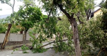compostilla arbol caido