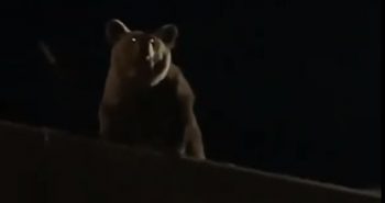 oso basura villablino