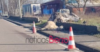 caballo-atropellado1946410564897543984..jpg