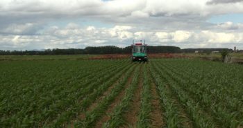 campo