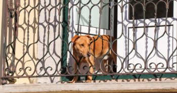 perro
