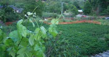 LA HUERTA "DOMÉSTICA"